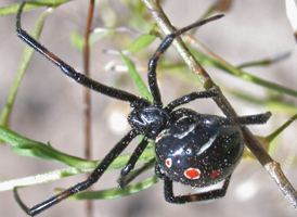 Southern Black Widow Southern Black Widow